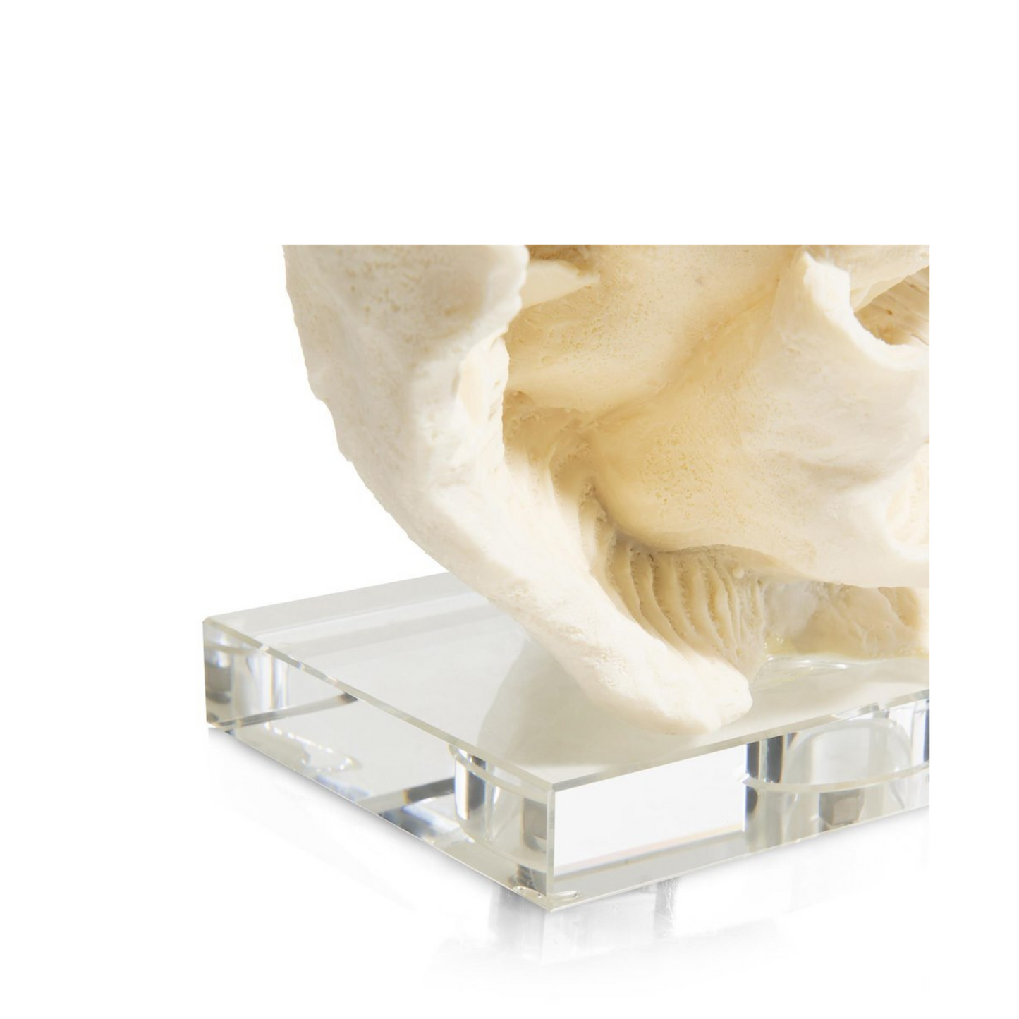 Koraal wit/creme op voet 38x23x20cm