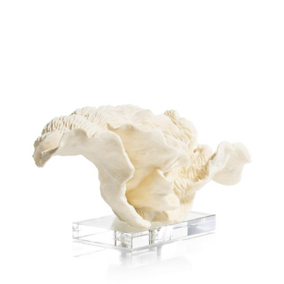Koraal wit/creme op voet 38x23x20cm